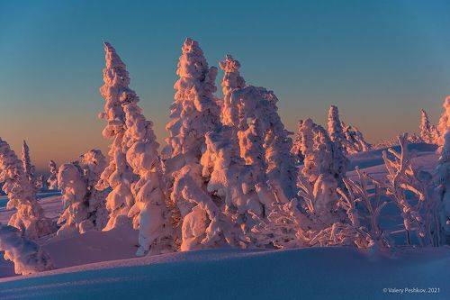 Pro маджентовое  утро