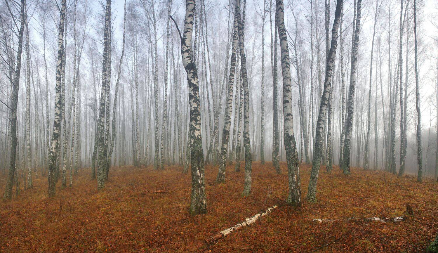 туман ,лес , весна, Александр Свистков