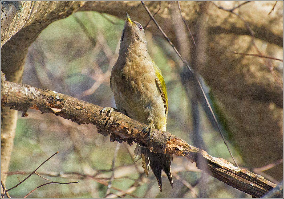 москва, зима, парк, птица, седой дятел, АНАТОЛИЙ ДОВЫДЕНКО