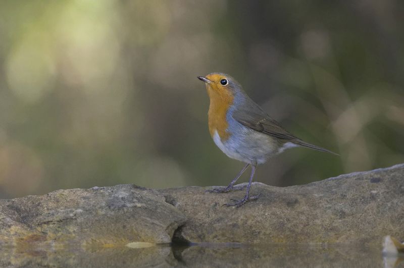 Зарянка фото превью