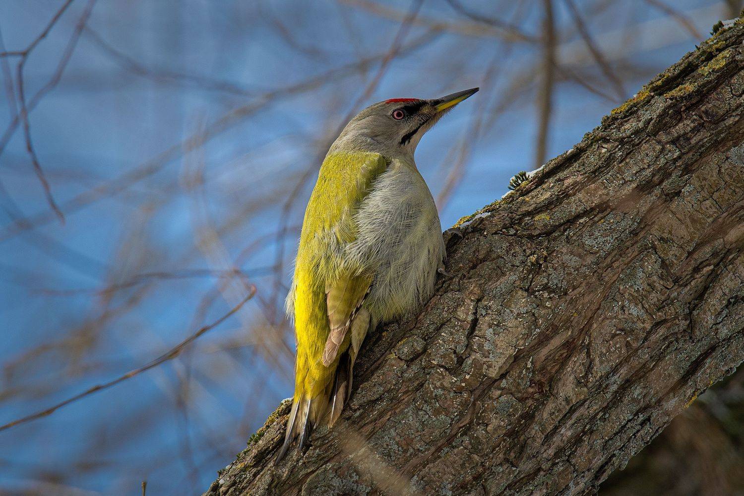 , Кунин Илья