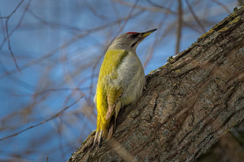 Седой дятел фото превью