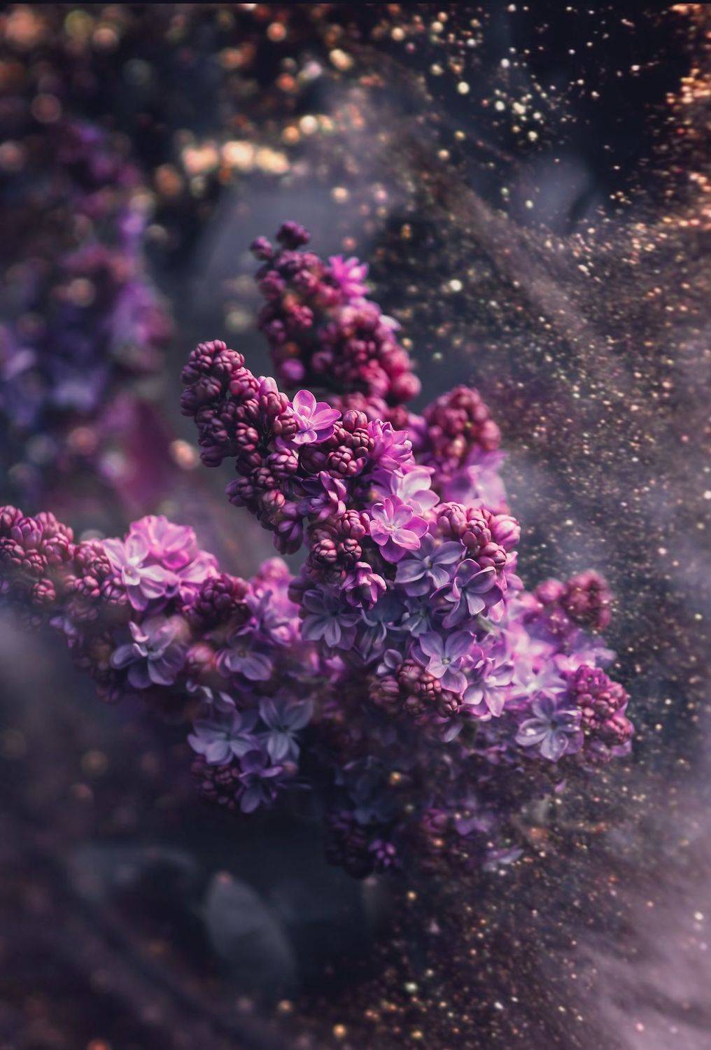 макро, macro, цветы, flower, сирень, lilac, весна, spring, Julia Kaissa