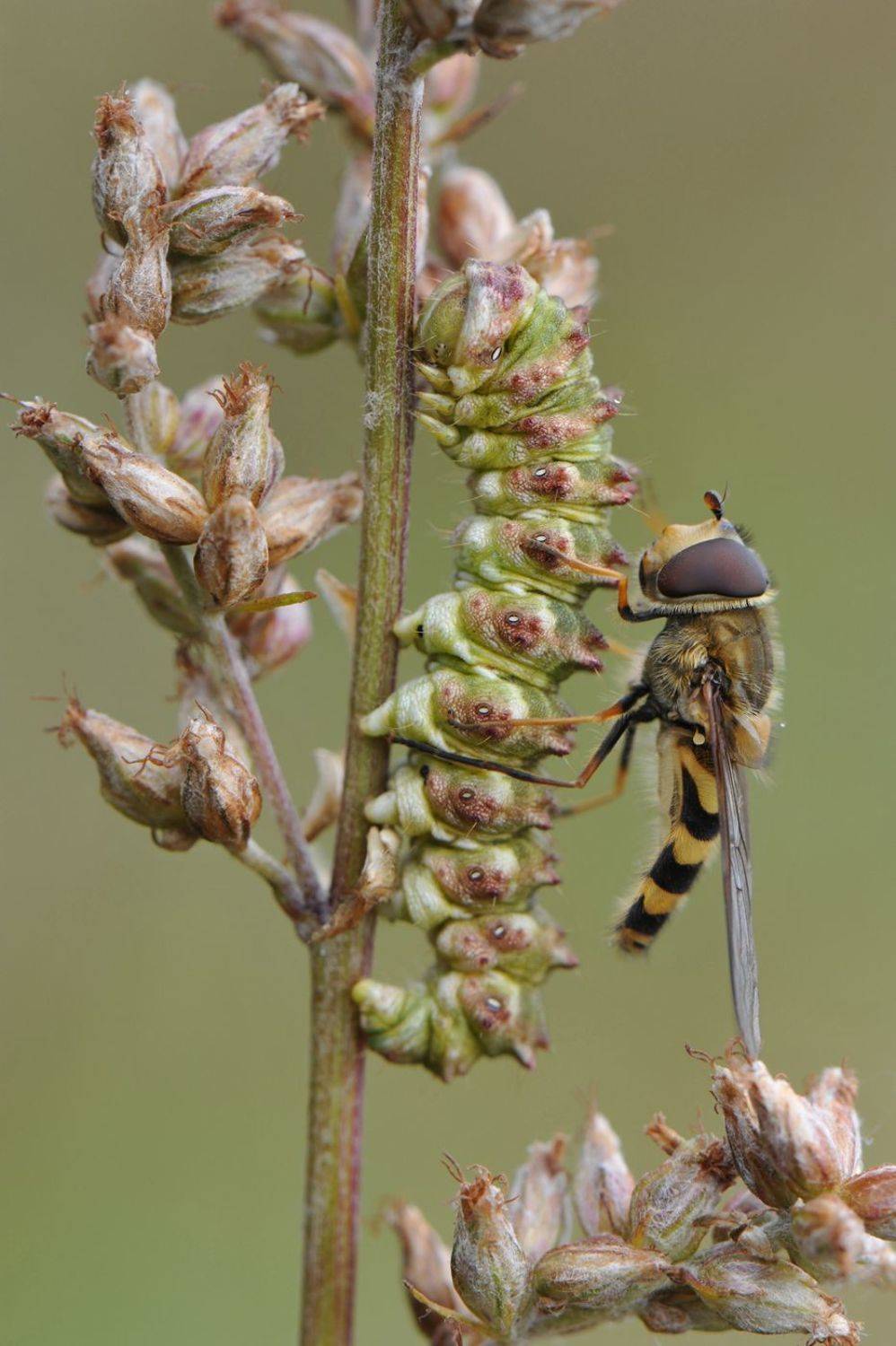 , Чистяков Андрей