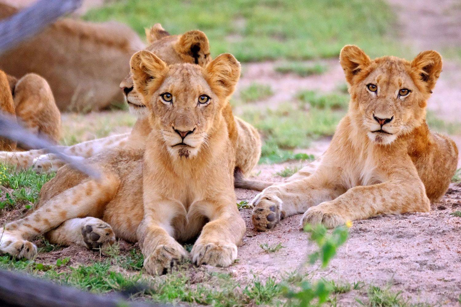 , Худзинская Ирина