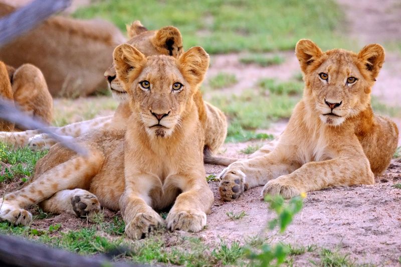 фото превью