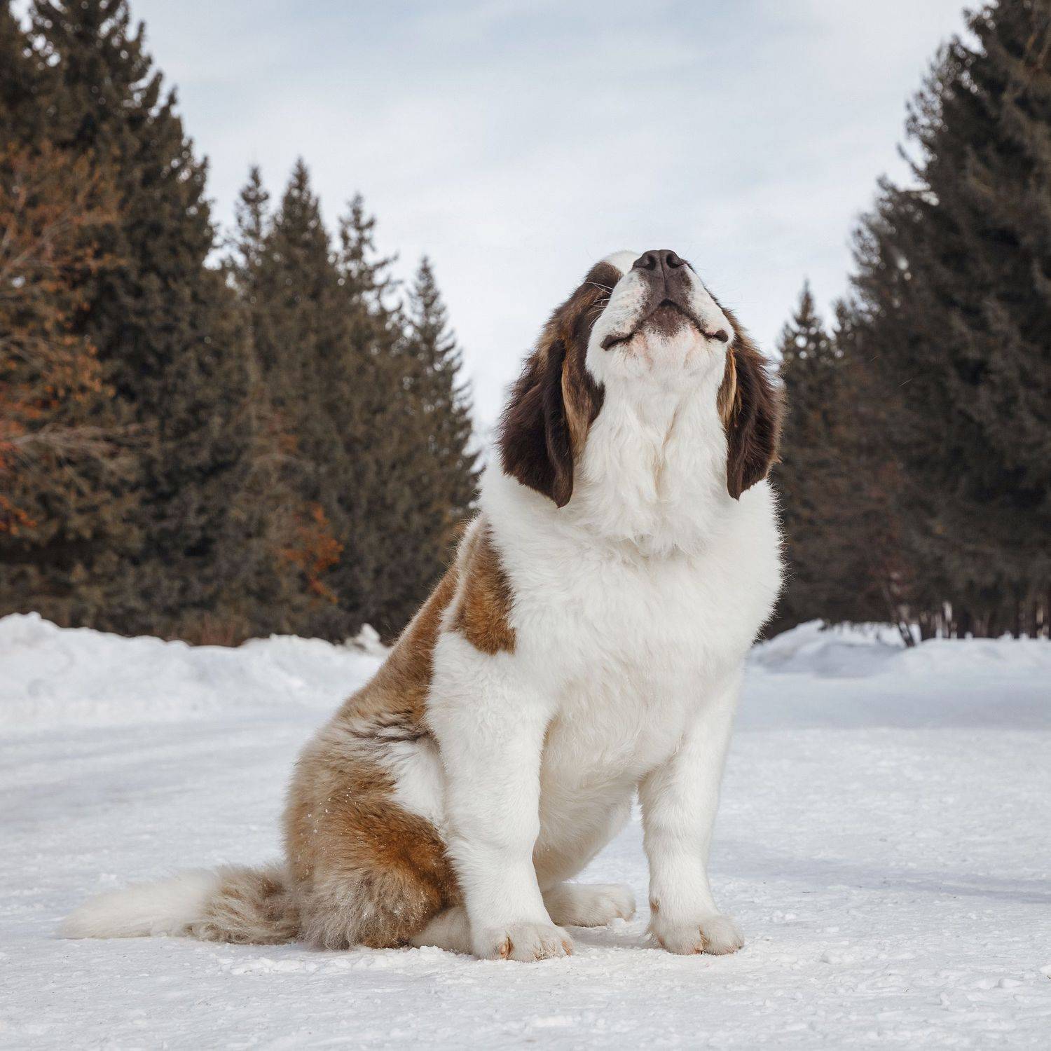 , Бурмистрова Ольга