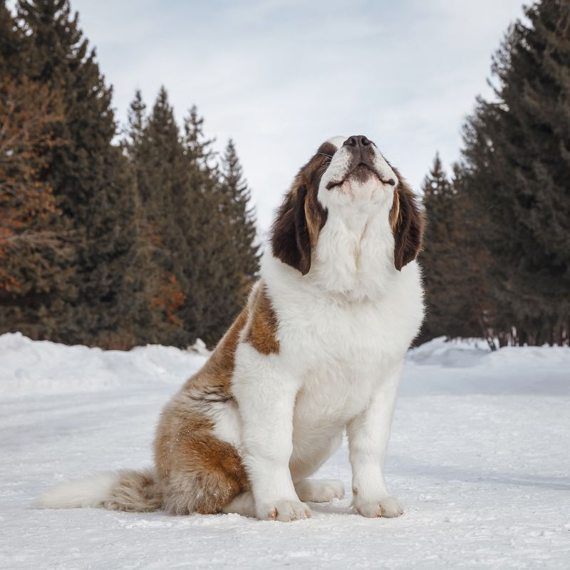 Улыбашка фото превью