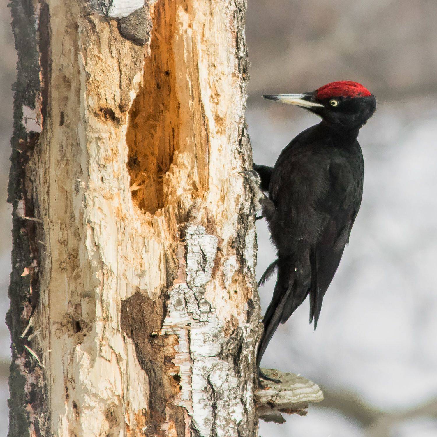 желна, Суслов Дмитрий