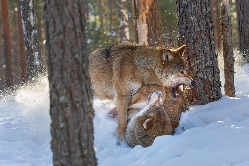 Скандал в благородном семействе фото превью