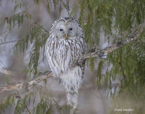 Uralm owl