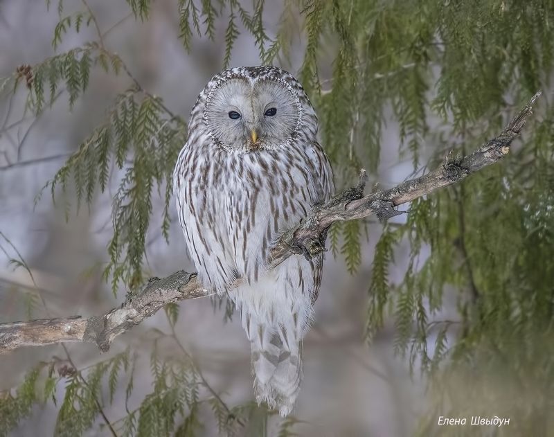 Uralm owl фото превью