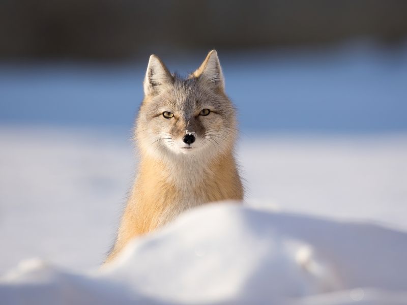 корсак, степная лисица *** фото превью