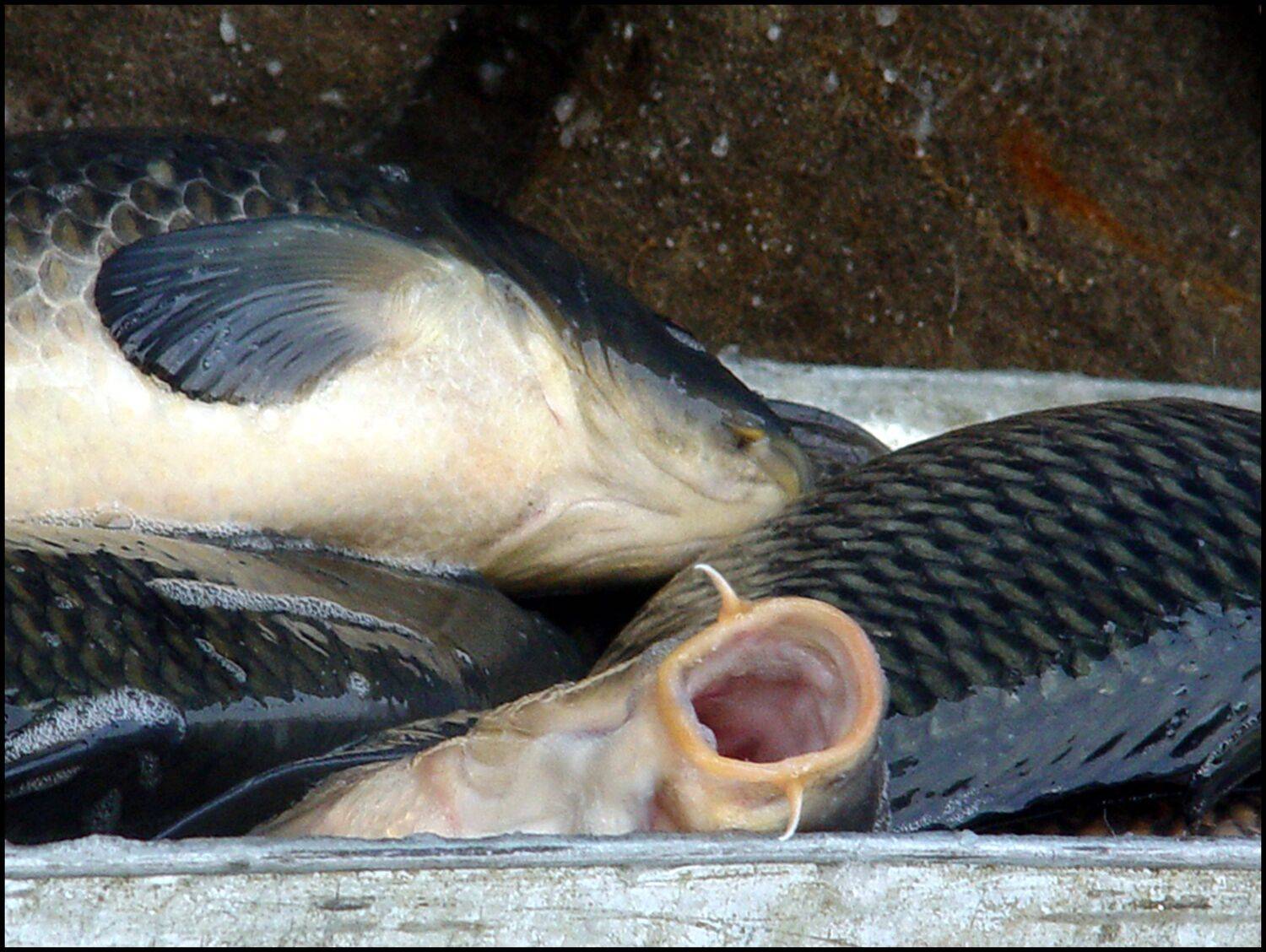 , Меднов Влад