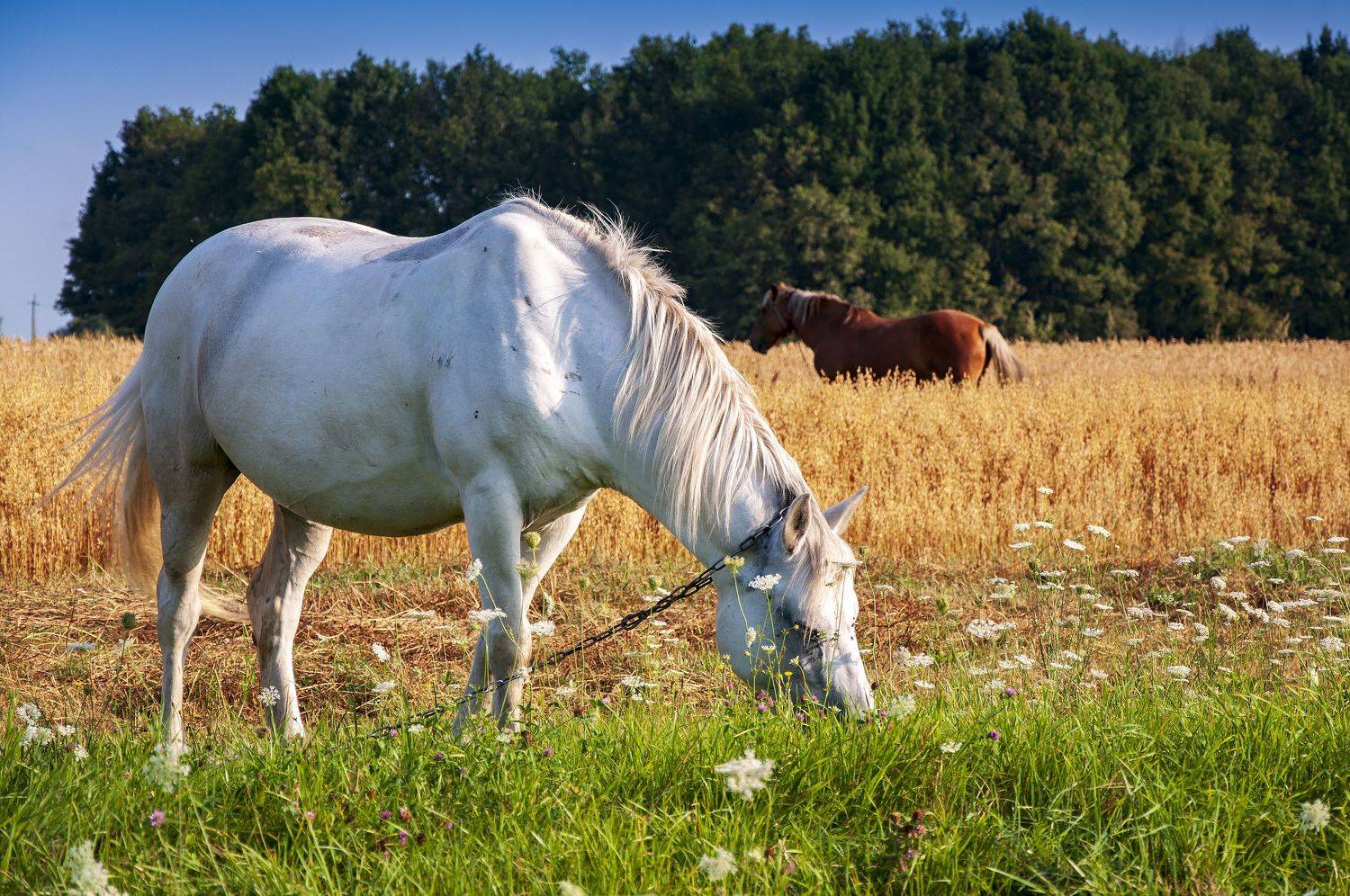 , Павел Ныриков