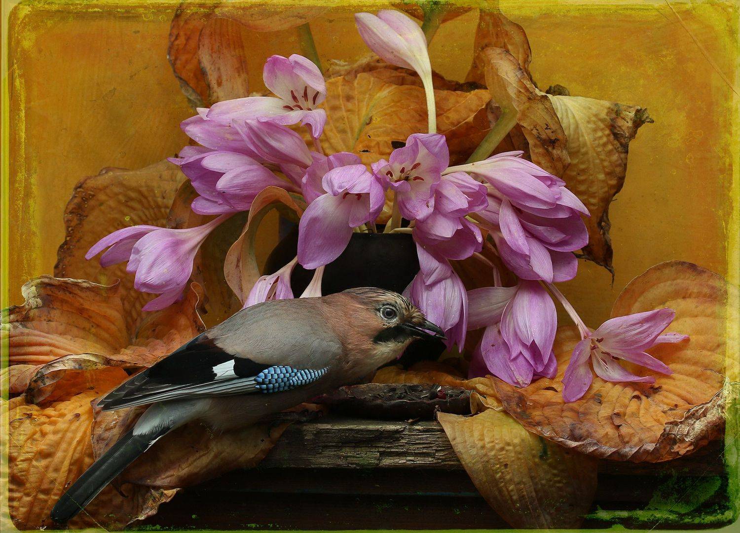 сойка, Хромушин Олег