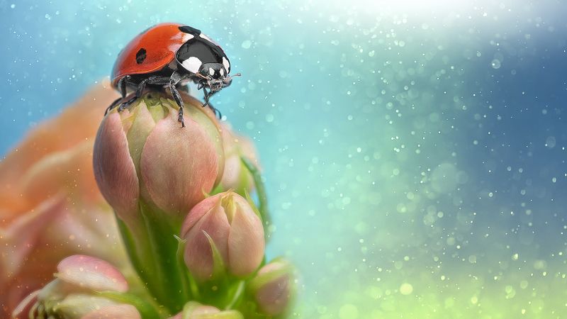 macro, ladybug, georgia ladybug фото превью