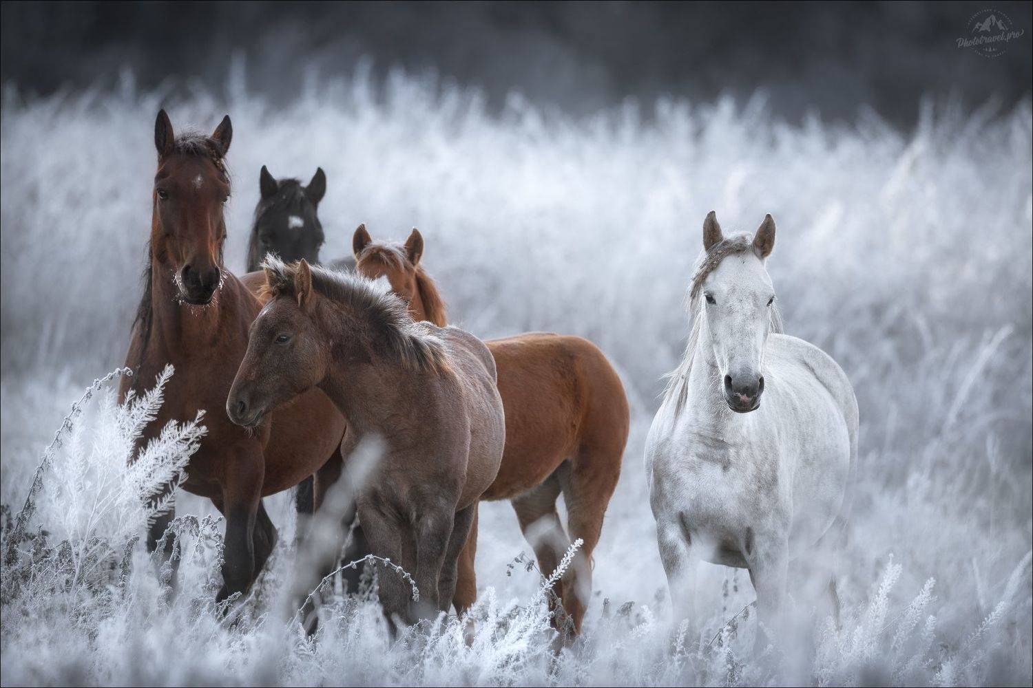 алтай, горный алтай, уймонская степь, уймонская долина, дошади, осень, фототур на алтай, Влад Соколовский