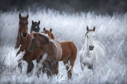 Одним осенним утром ..
