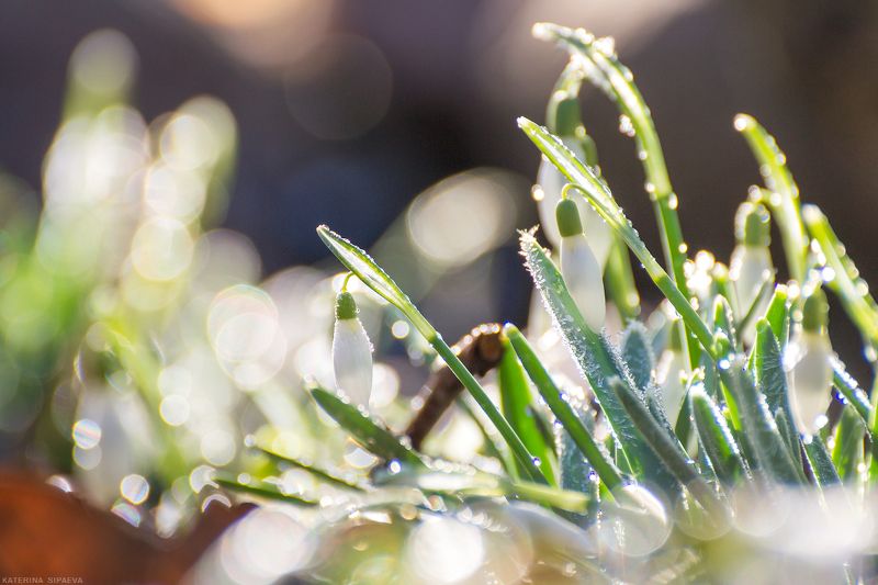 Первоцветы фото превью