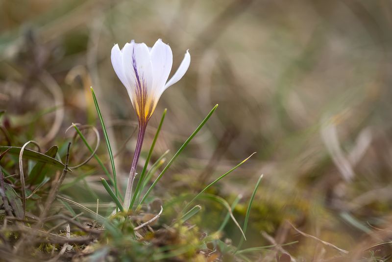 Завтра будет Весна! фото превью