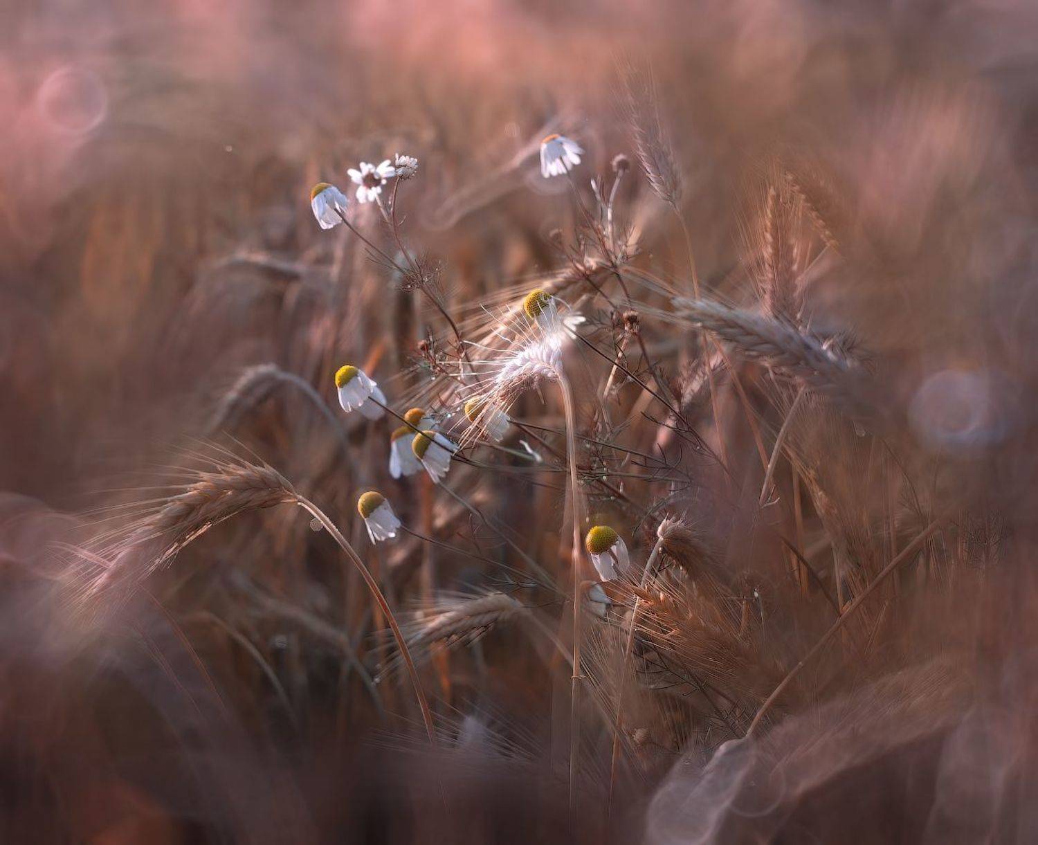 лето, поле, цвето,, Сергей Шабуневич