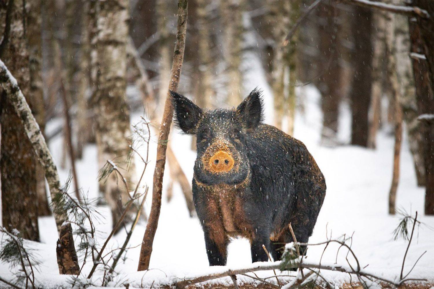 , Чудинин Дмитрий
