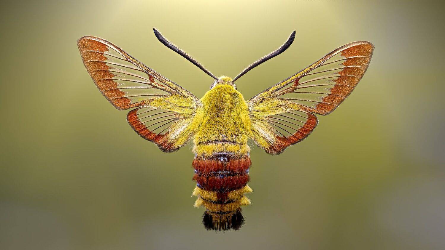 hemaris fuciformis, Eugenijus Kavaliauskas