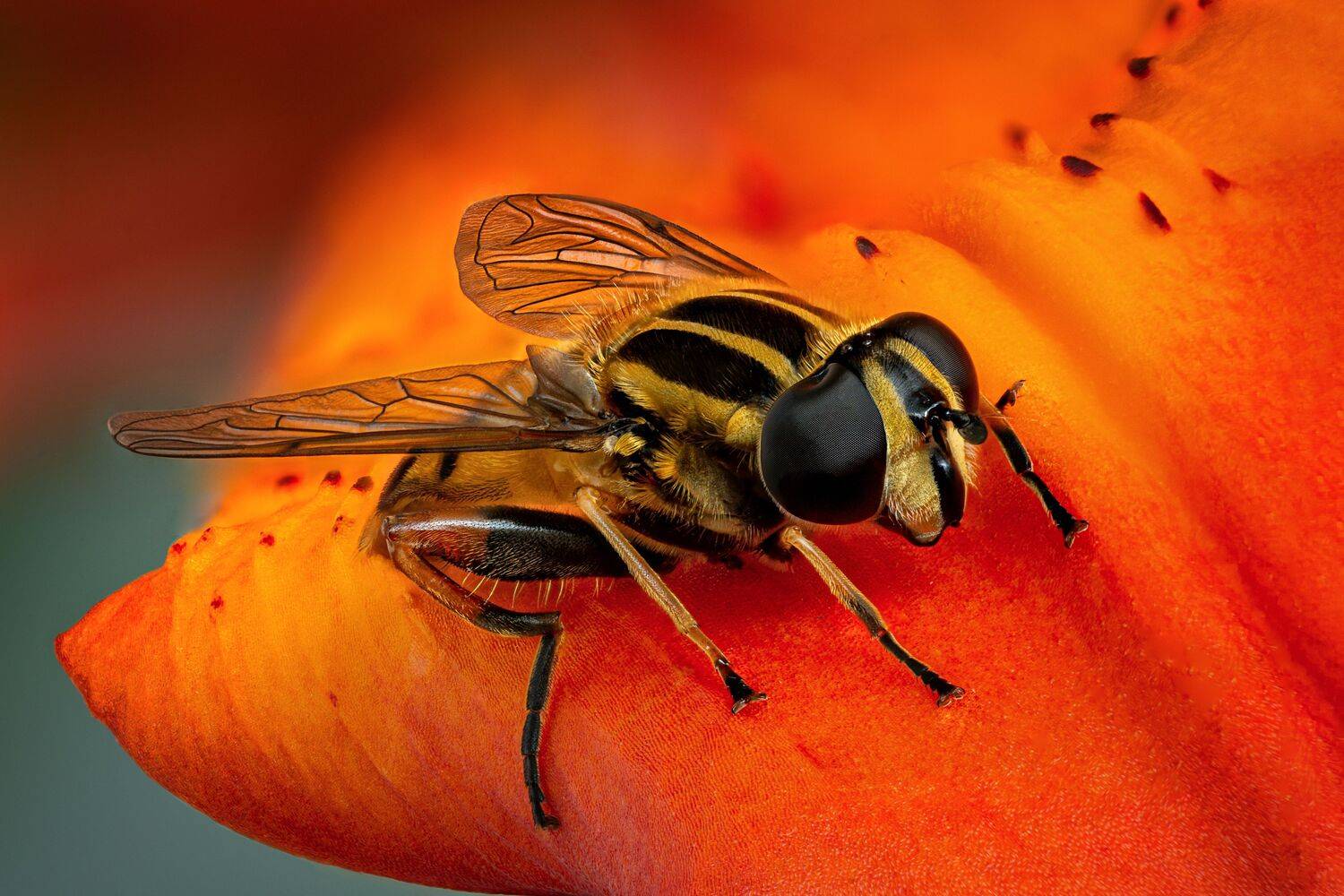 , Антон Финевич