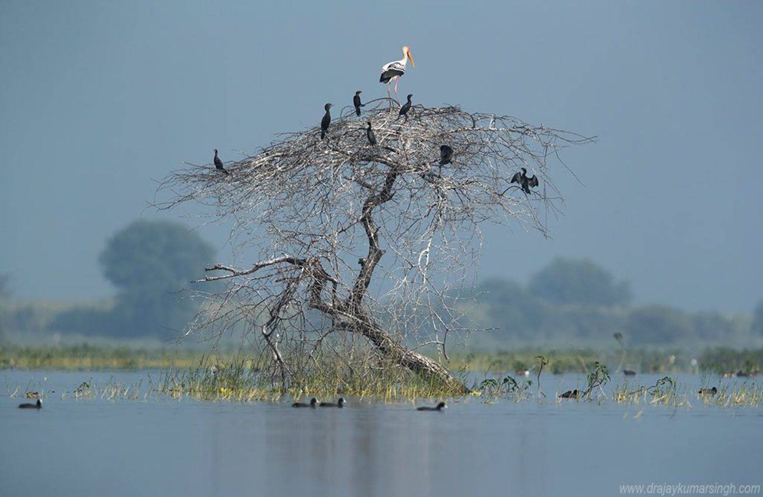 Painted stork little cormorants, Dr Ajay Kumar Singh