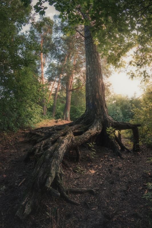 Убежище под старой сосной фото превью