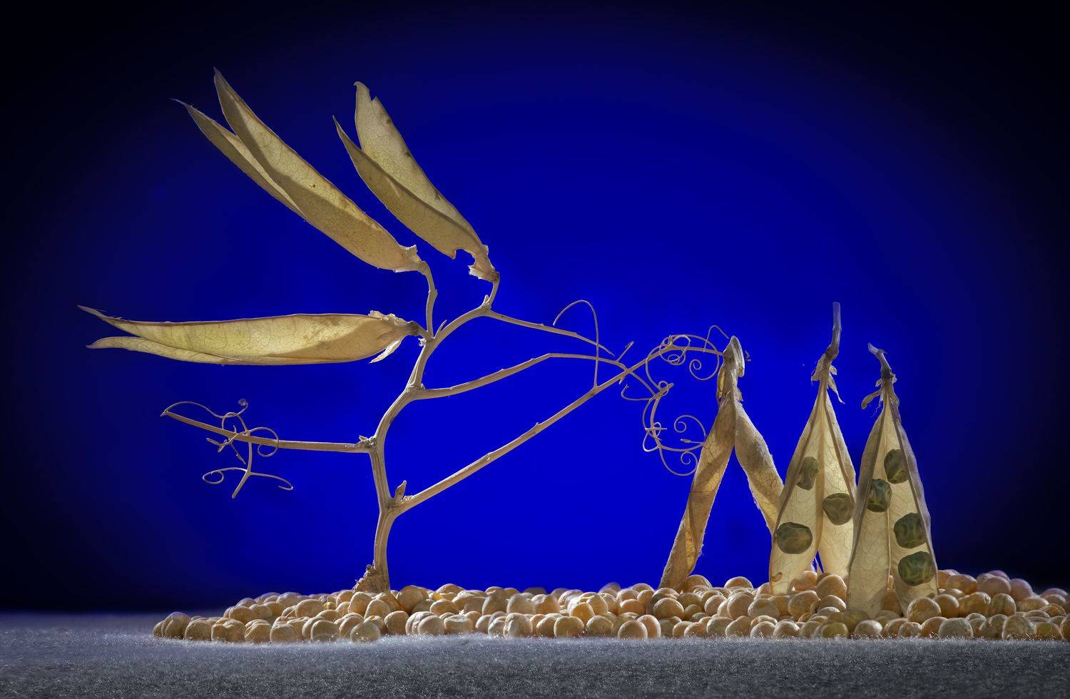 , Черновол Валентин