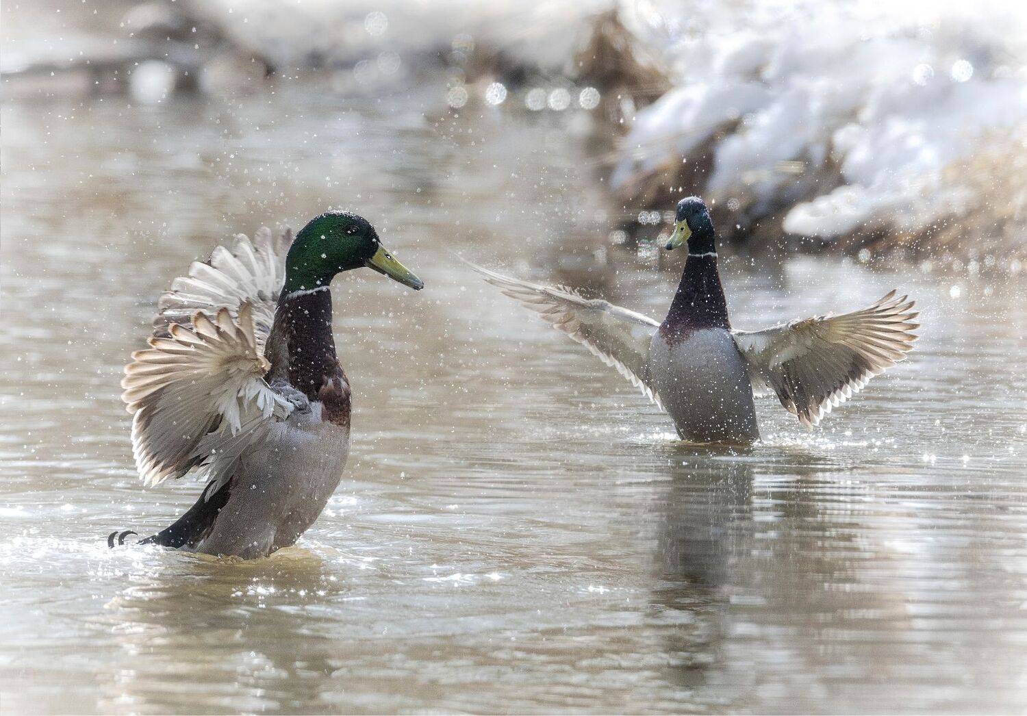 Селезни, лёд, снег, вода, март, танец, Сергей Аникин