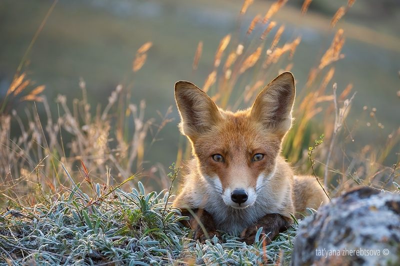Лисёнок фото превью