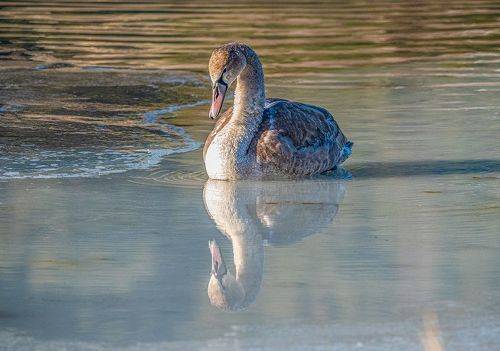 Гляжусь в тебя, как в зеркало