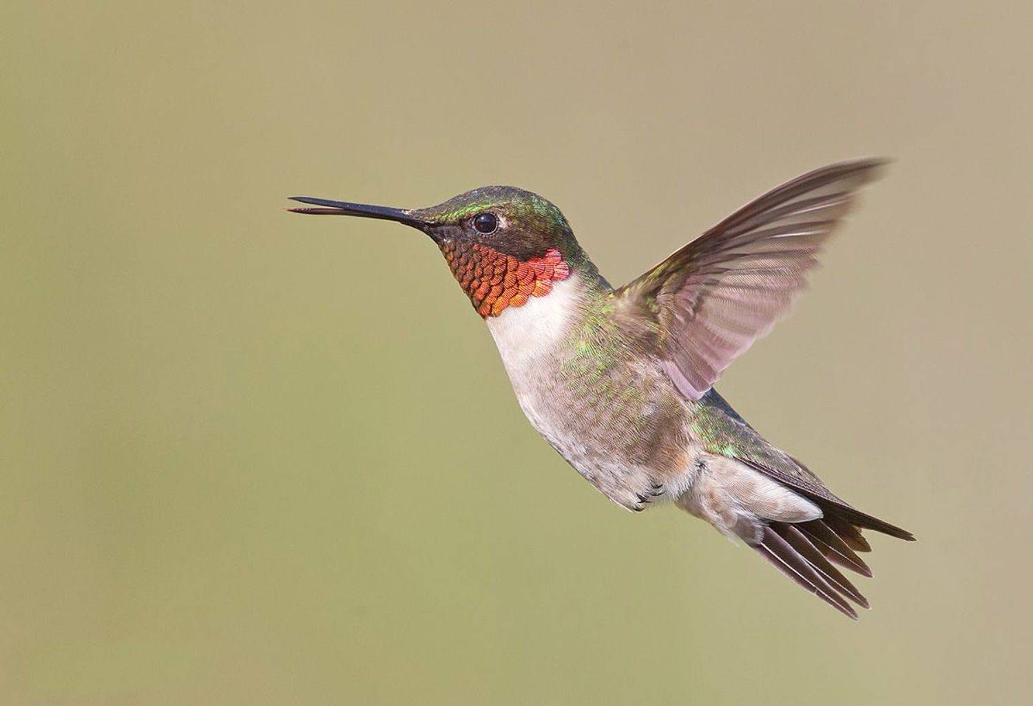 колибри,ruby-throated hummingbird, hummingbird, весна, Etkind Elizabeth