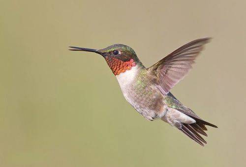 Ruby-throated Hummingbird male -Рубиновогорлый Колибри
