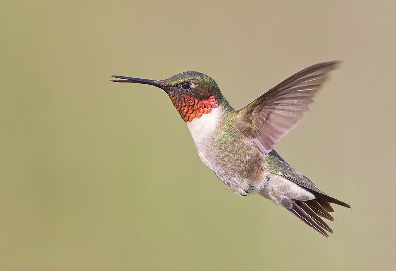 колибри,ruby-throated hummingbird, hummingbird, весна Ruby-throated Hummingbird male -Рубиновогорлый Колибри фото превью