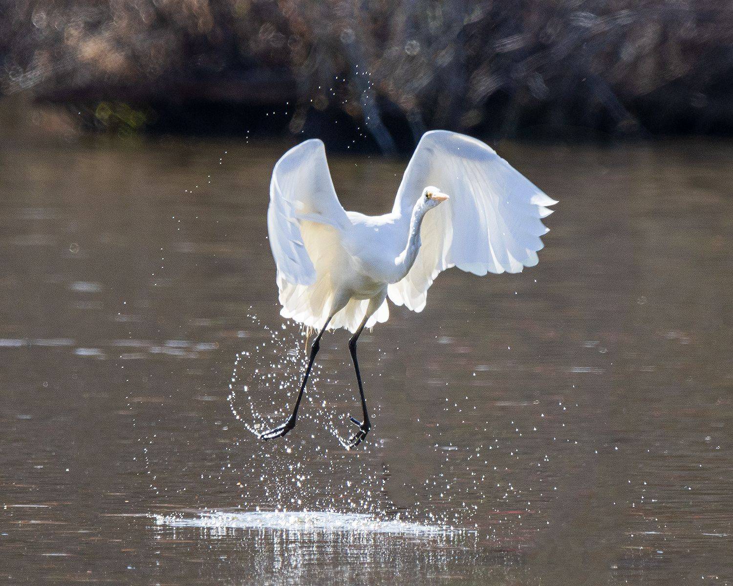 , Леонид Дьяченко