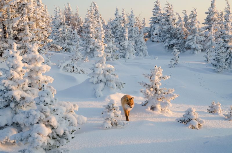 Таганай, Дальний Таганай по лисьим делам фото превью