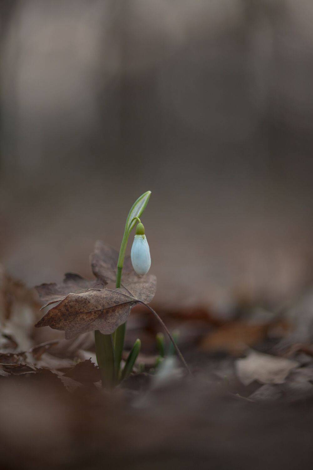 , Викулов Николай