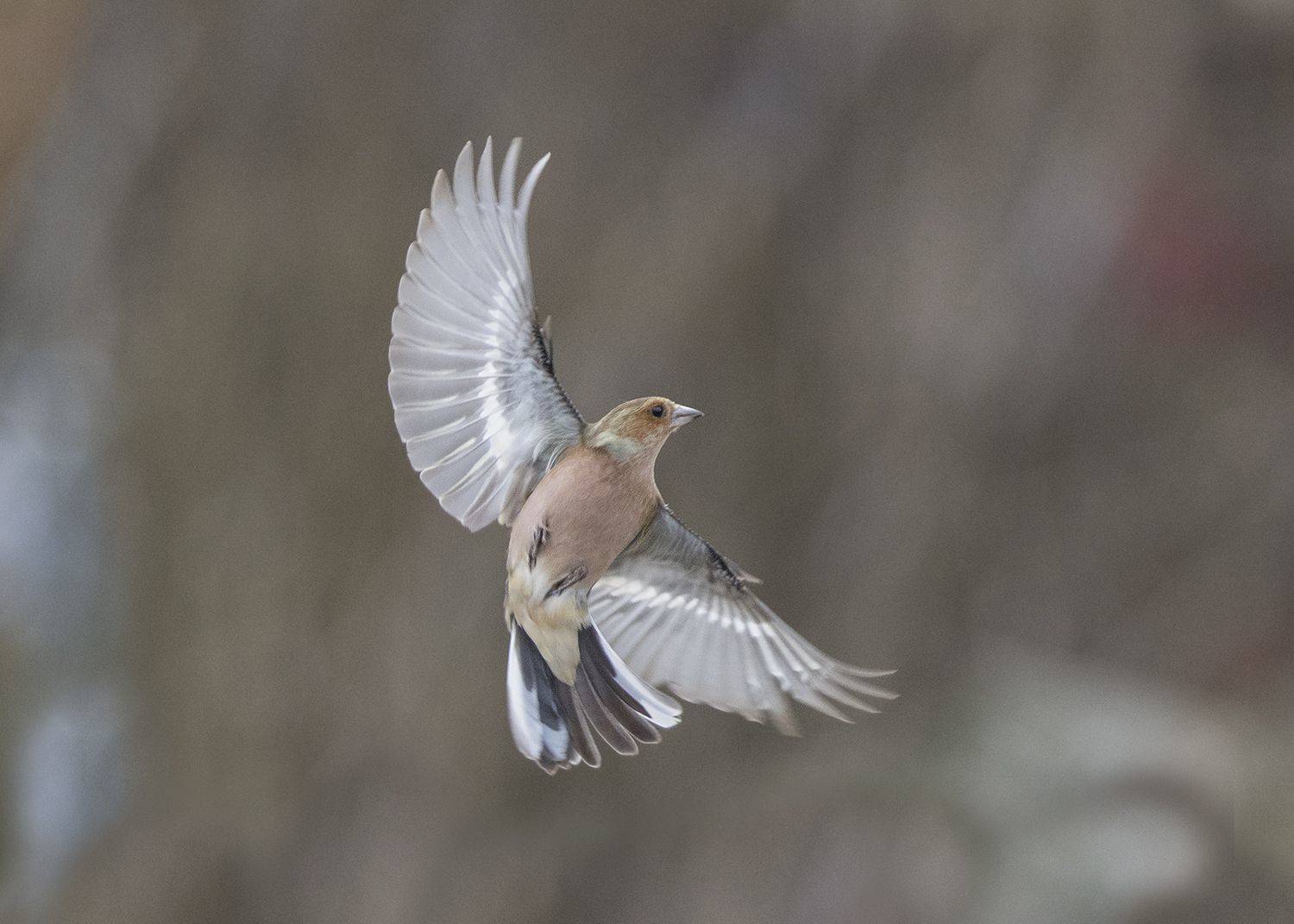 , Евгени Стефанов