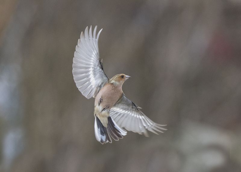 Небесный танец фото превью