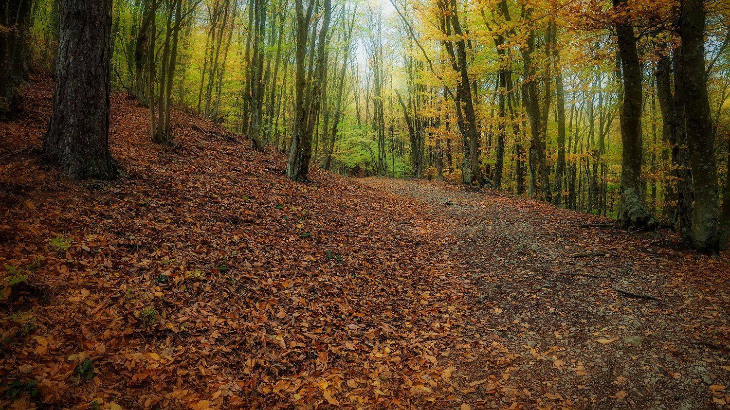 лес,осень,дорога, деревья, , Владимир Яковлев