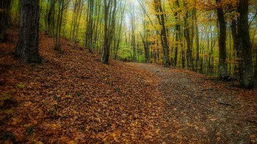 Дорога в осень