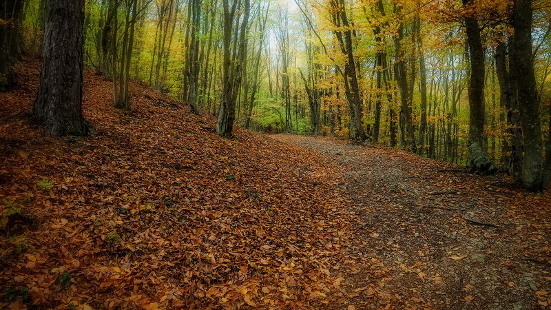 лес,осень,дорога, деревья,  Дорога в осень фото превью