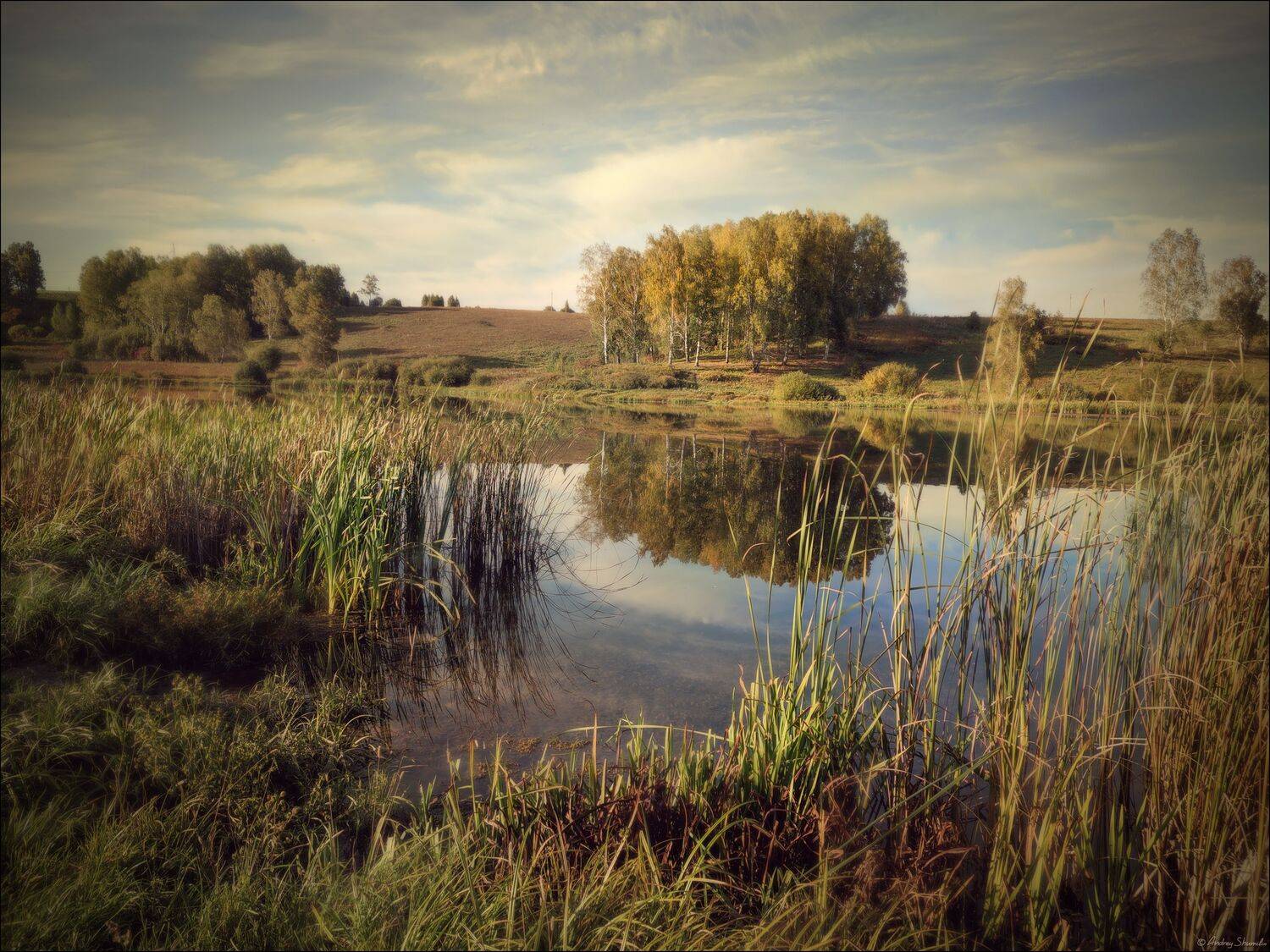 лето, озеро, камыши, Андрей Шумилин