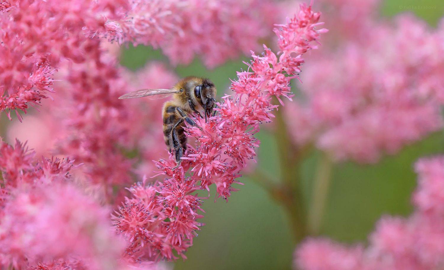 пчела, макро, macro, Ершова Юлия