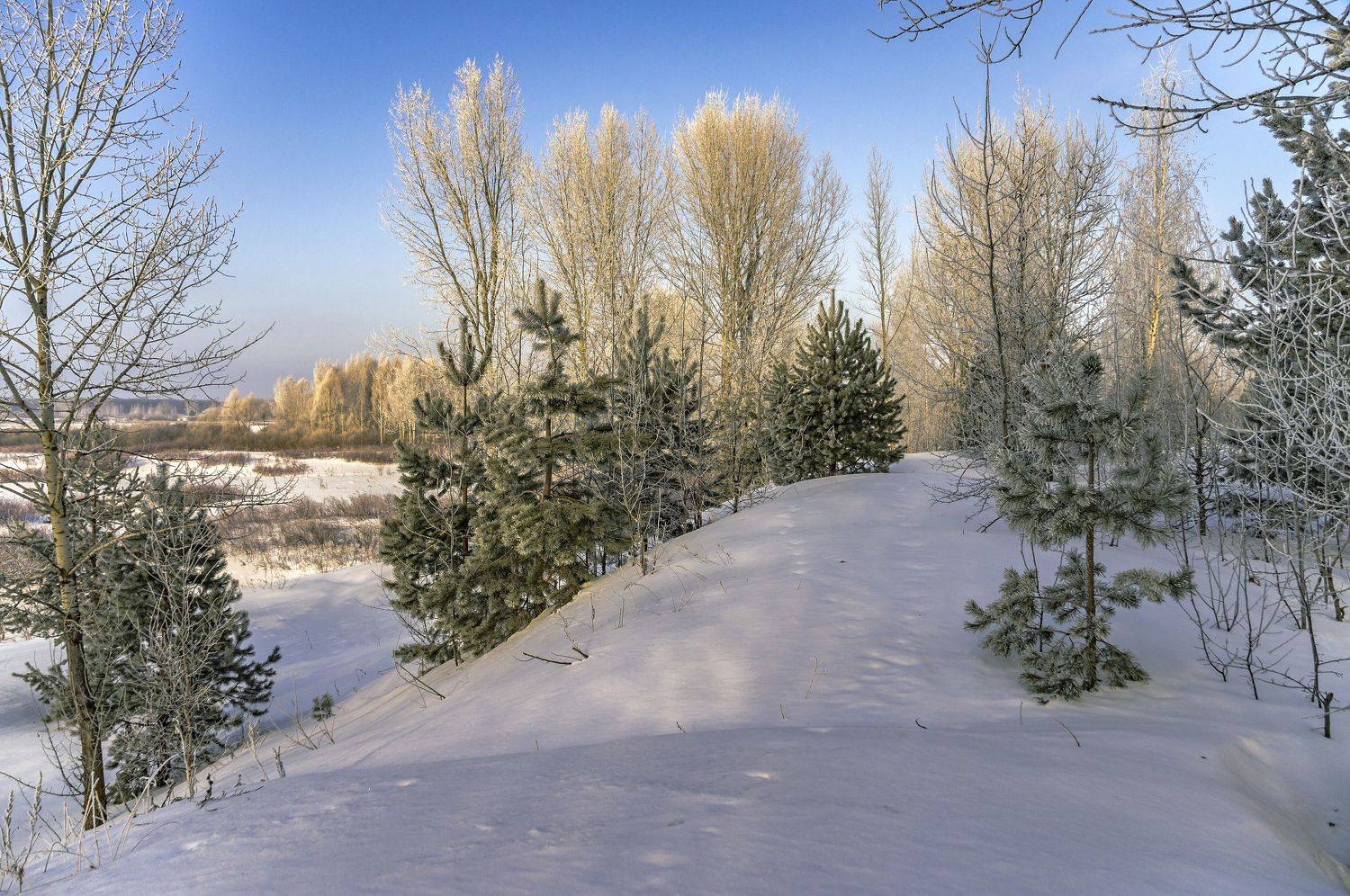 весна., Шитов Александр