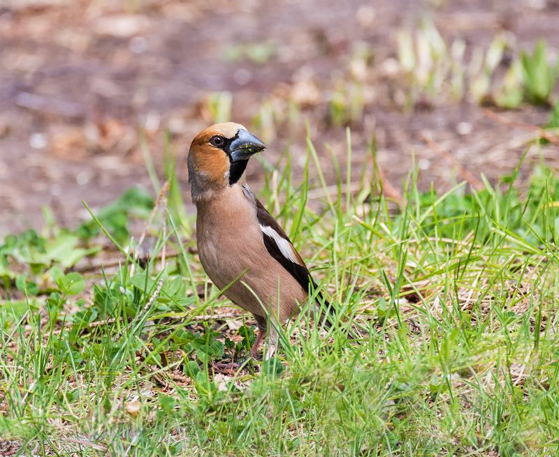 птица, дубонос, самец, подругу потерял.. фото превью